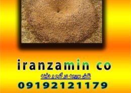 نقش مورچه در گنج و دفینه