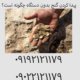 پیدا کردن گنج بدون دستگاه چگونه است؟